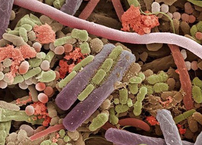 Патогенные микроорганизмы