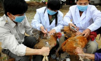 пташиний грип H7N9
