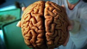 людський мозок