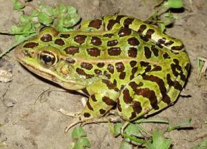 леопардова жаба