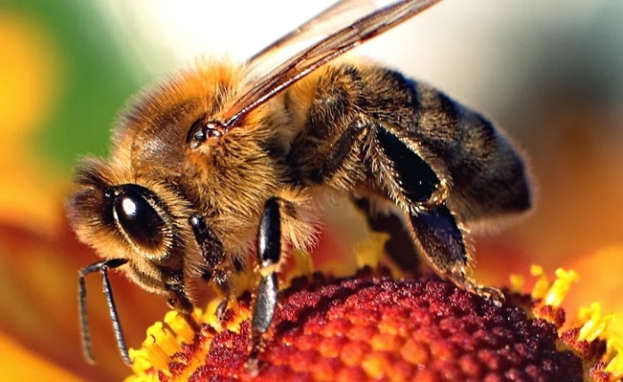 бджола
