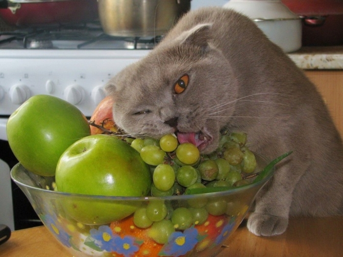 кіт їсть виноград