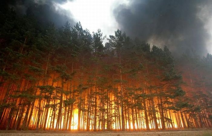 лісові пожежі