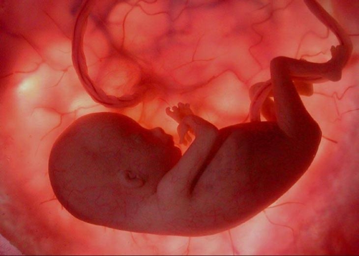 ембріон людини