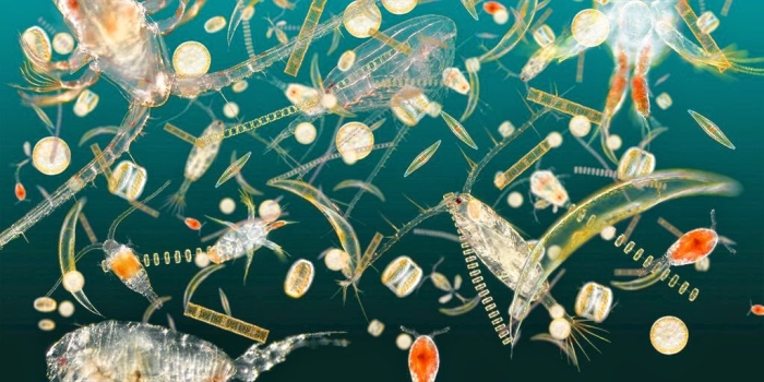 планктон океан