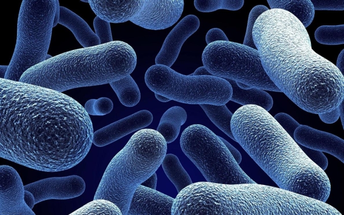 бактерії