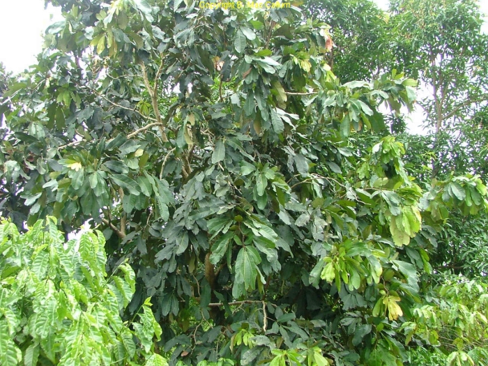 Дерево Gilbertiodendron