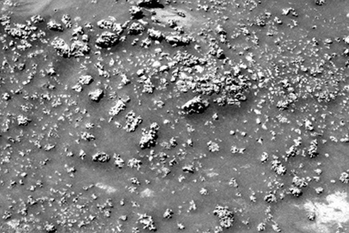 сліди мікробів на марсі