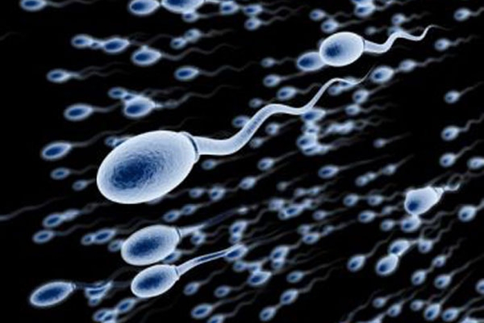 сперматозоїди