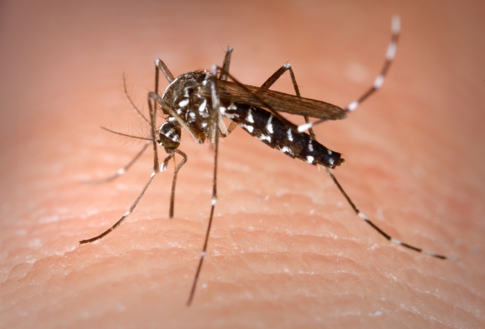 вірус зіка комарі