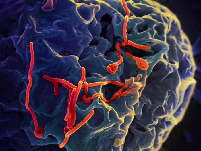 ебола вірус