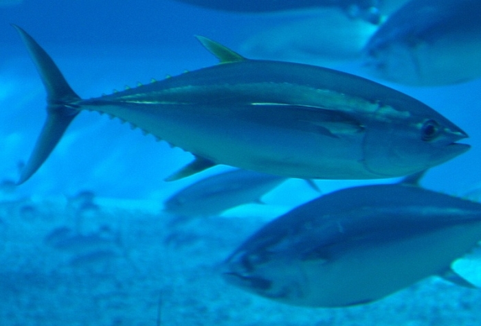 Thunnus albacares (жовтоперий тунець)