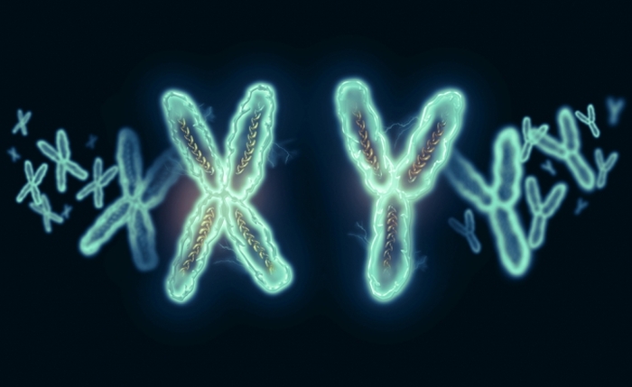 x y хромосоми