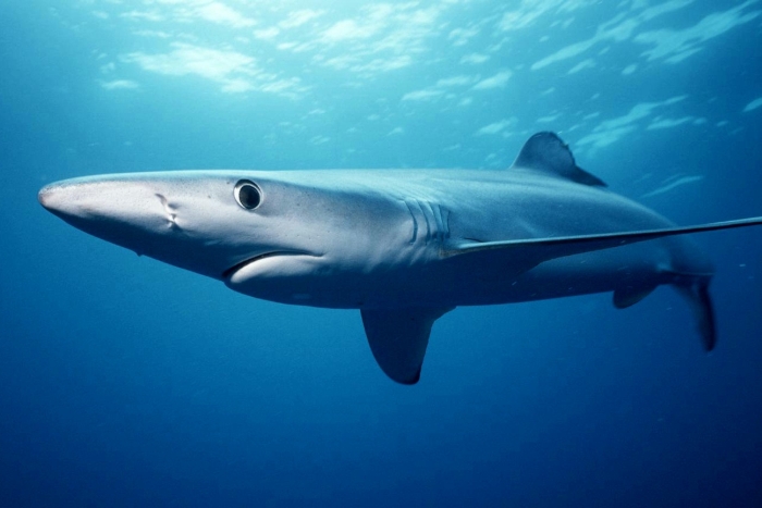 акула блакитна