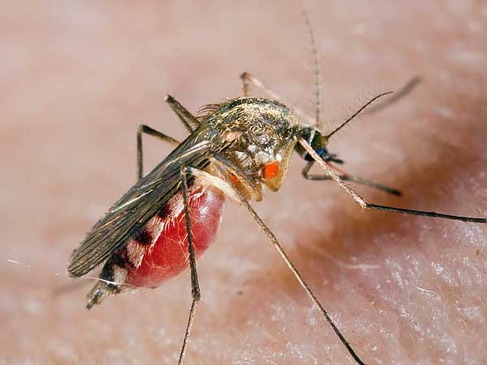 комар малярійний