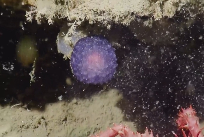 фіолетова сфера на дні океану
