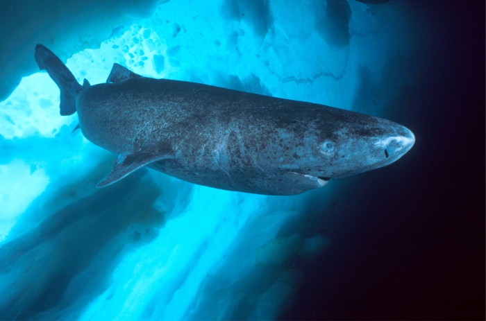 Акула ґренландська