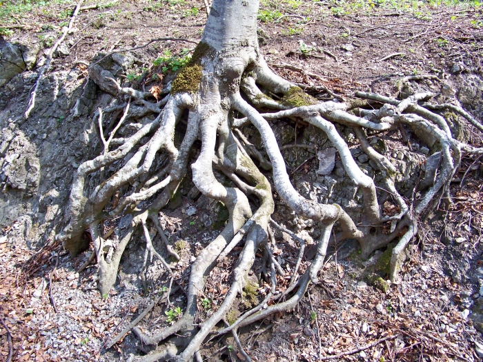 коріння дерев