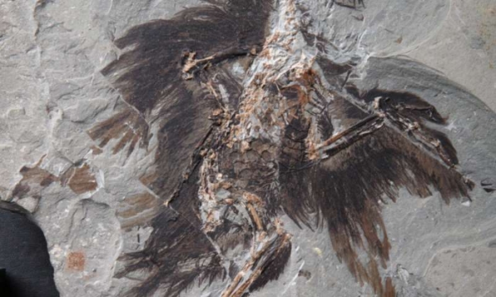 Відбиток птиці Eoconfuciusornis