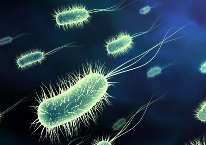 бактерії