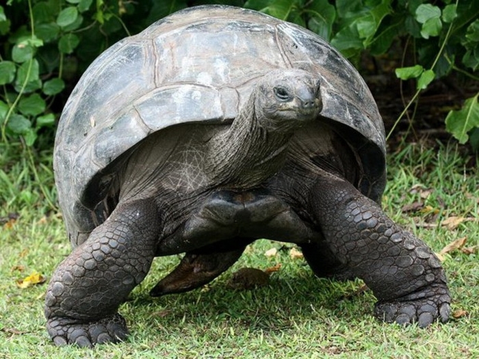 гігантська черепаха