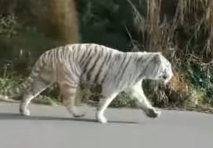 тигр втік з цирку сицилія