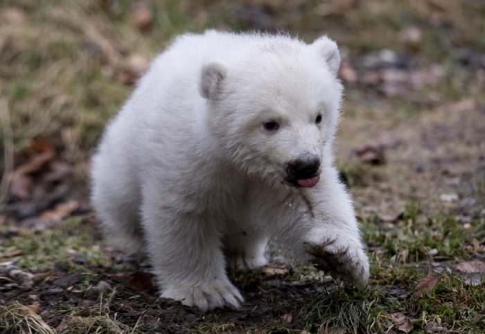 полярний ведмедик