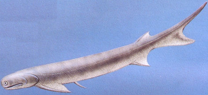 акула Acanthodes
