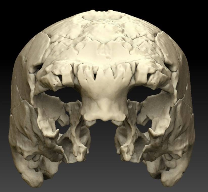 череп людини-гуманоїда