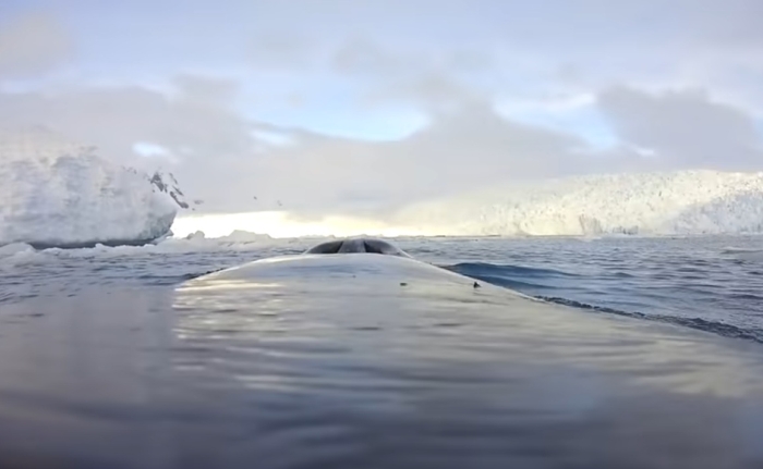 арктика очима кита