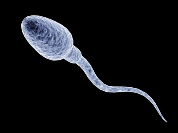 сперматозоїд