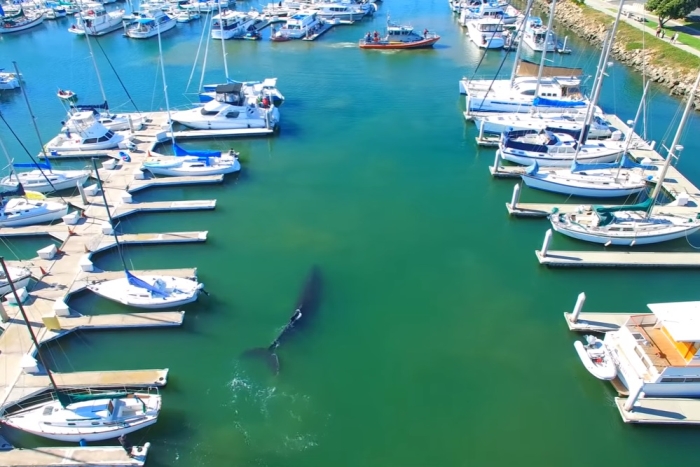 кит заплив у гавань