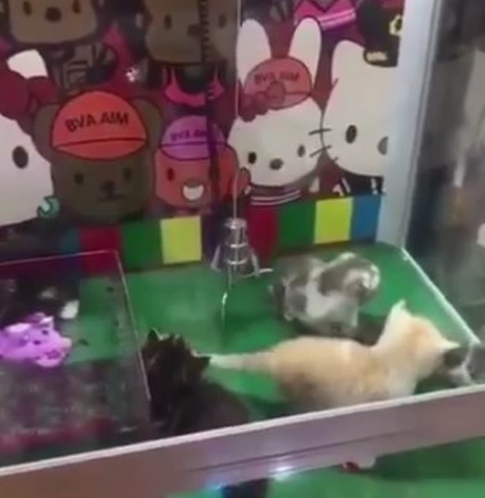 ігрові автомати з живими кошенятами