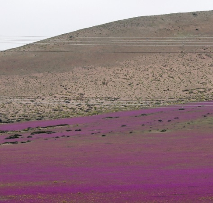 квіти пустеля Атакама