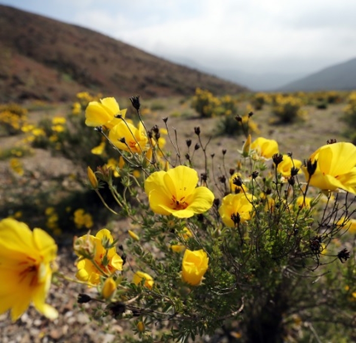 квіти пустеля Атакама