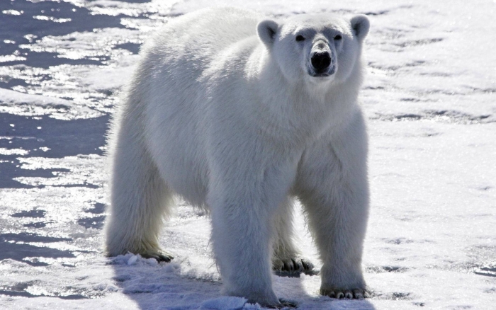полярний ведмідь