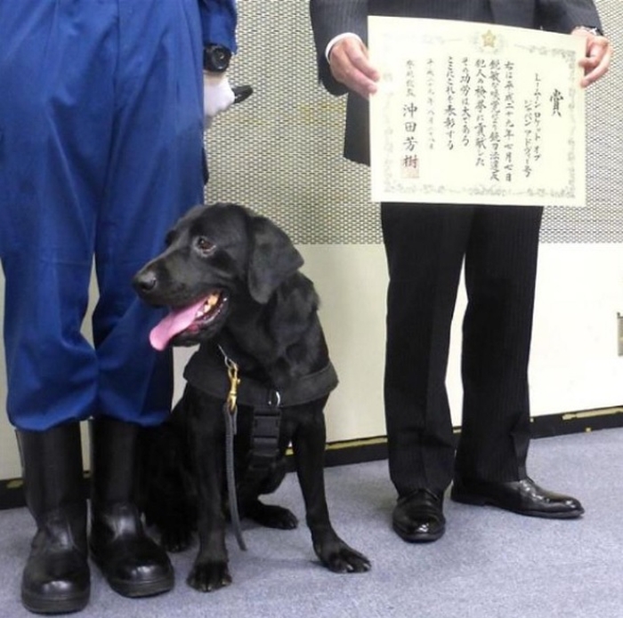 поліцейську собаку нагородили орденом