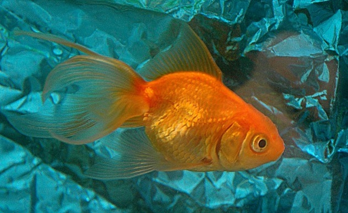 золота рибка