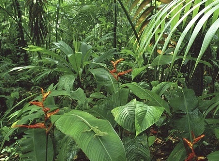 тропічні рослини