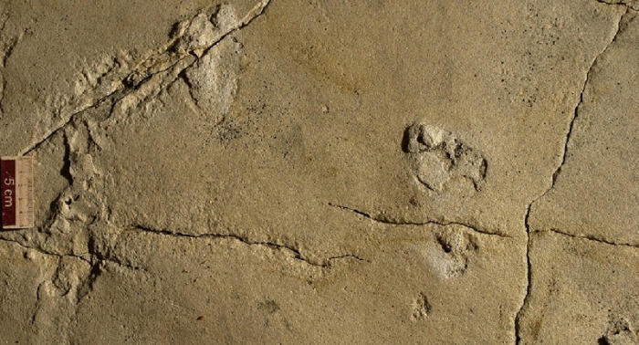 відбиток стопи людини віком 5,7 млн років