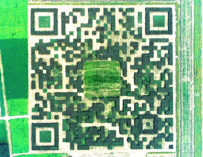 QR-код з дерев