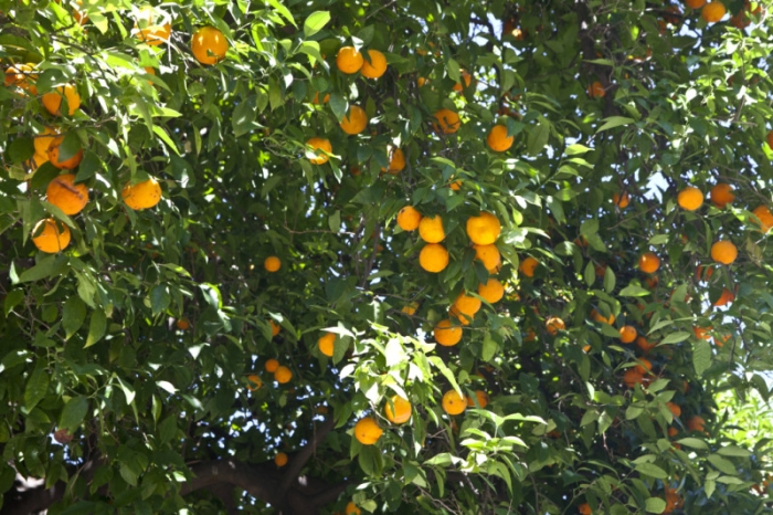 плантація апельсинів
