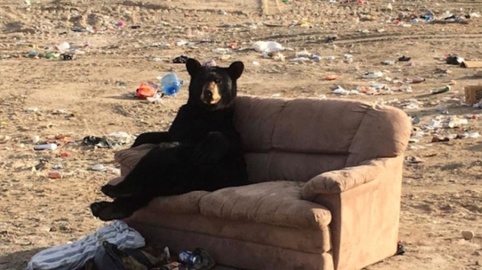 ведмідь на дивані 