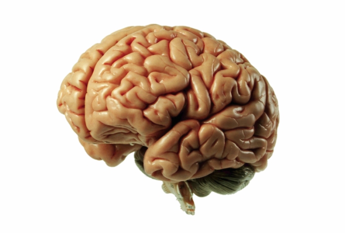 мозок людини