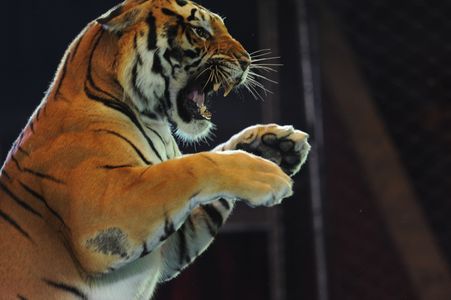 тигр в цирку