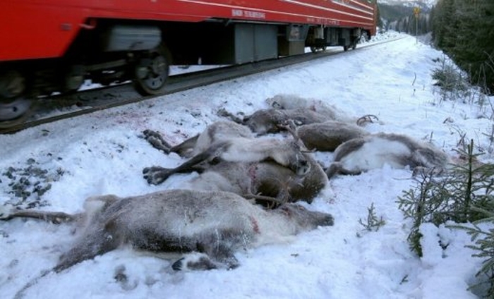 північних оленів збили поїзди