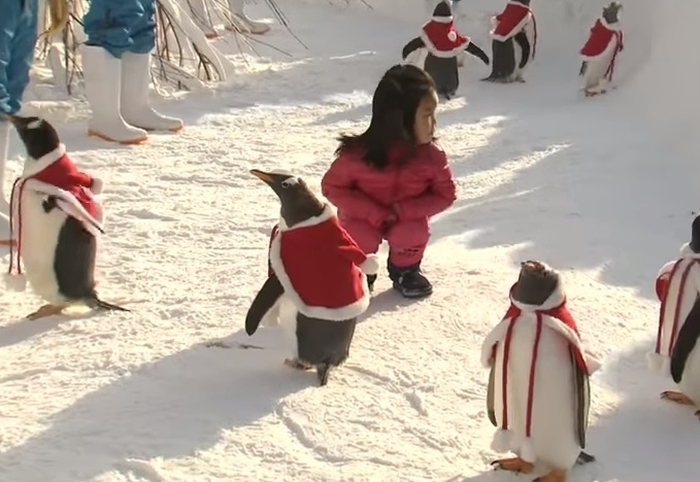 пінгвінів переодягли у Санта-Клаусів