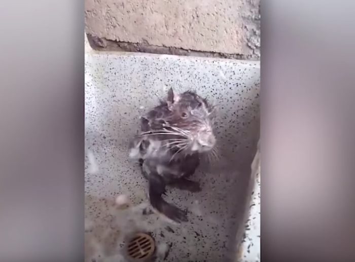 пацюк приймає душ