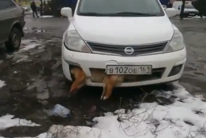 Валерій Пісковець збив собаку