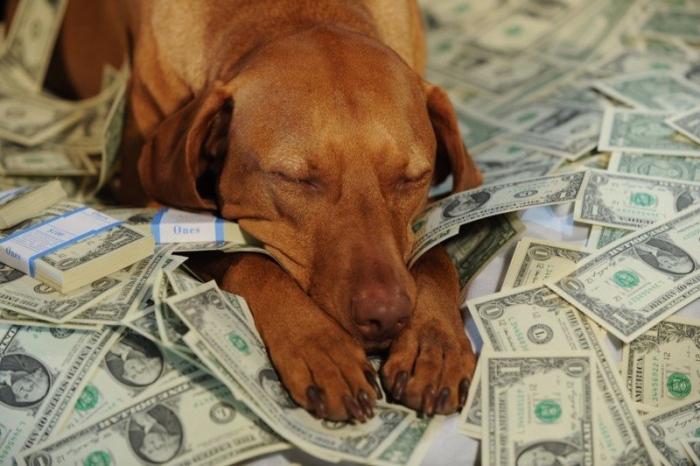 собака гроші